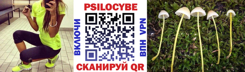 закладка  shop наркотические препараты  Галлюциногенные грибы мицелий  Тогучин 